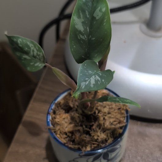 Photo of the plant species Purple Sword by @ManlyOlneya named Gundham Tanaka on Greg, the plant care app