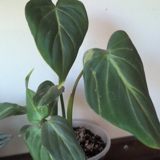 Photo of the plant species Gloriosum Dark Form by @ManlyOlneya named Roy Mustang on Greg, the plant care app