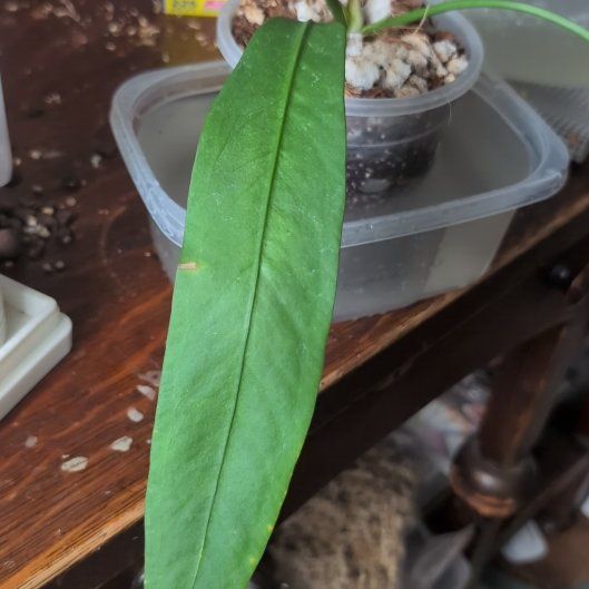 Photo of the plant species Anthurium vittariifolium by @ManlyOlneya named Sanji on Greg, the plant care app