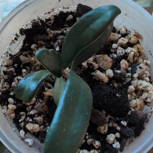 Photo of the plant species Blue Oil Fern by @ManlyOlneya named Trunks on Greg, the plant care app
