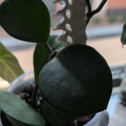 Photo of the plant species Splash Hoya Obovata by @ManlyOlneya named Obama on Greg, the plant care app