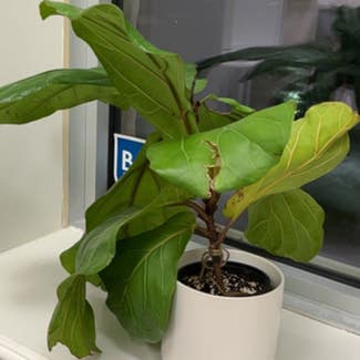 Fiddle Leaf Fig plant in Kingston, Ontario