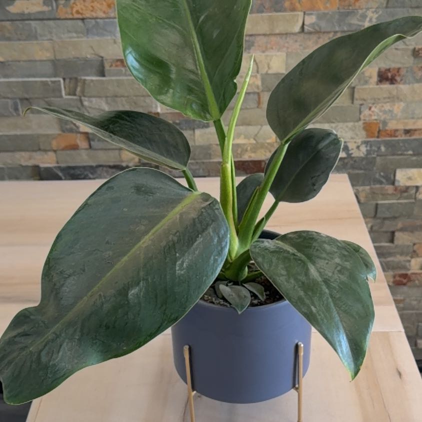 Photo of the plant species Red Congo Mint by @meaghanashleigh named Izabella on Greg, the plant care app