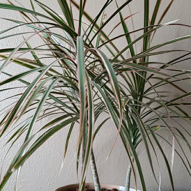 Photo of the plant species Dracaena spicata by @PunctualComet named Duke on Greg, the plant care app