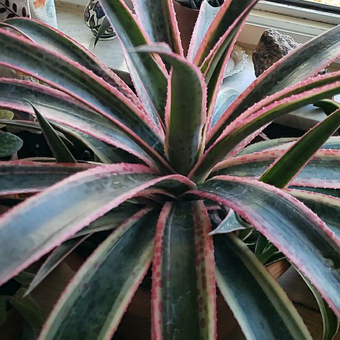 Photo of the plant species Mangave 'Snow Leopard' by @PunctualComet named Girlfrond on Greg, the plant care app