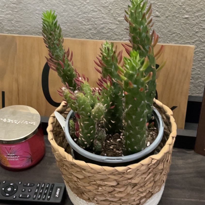 Photo of the plant species Opuntia 'Desert Snow Pine' by @Britt806 named Apollo on Greg, the plant care app