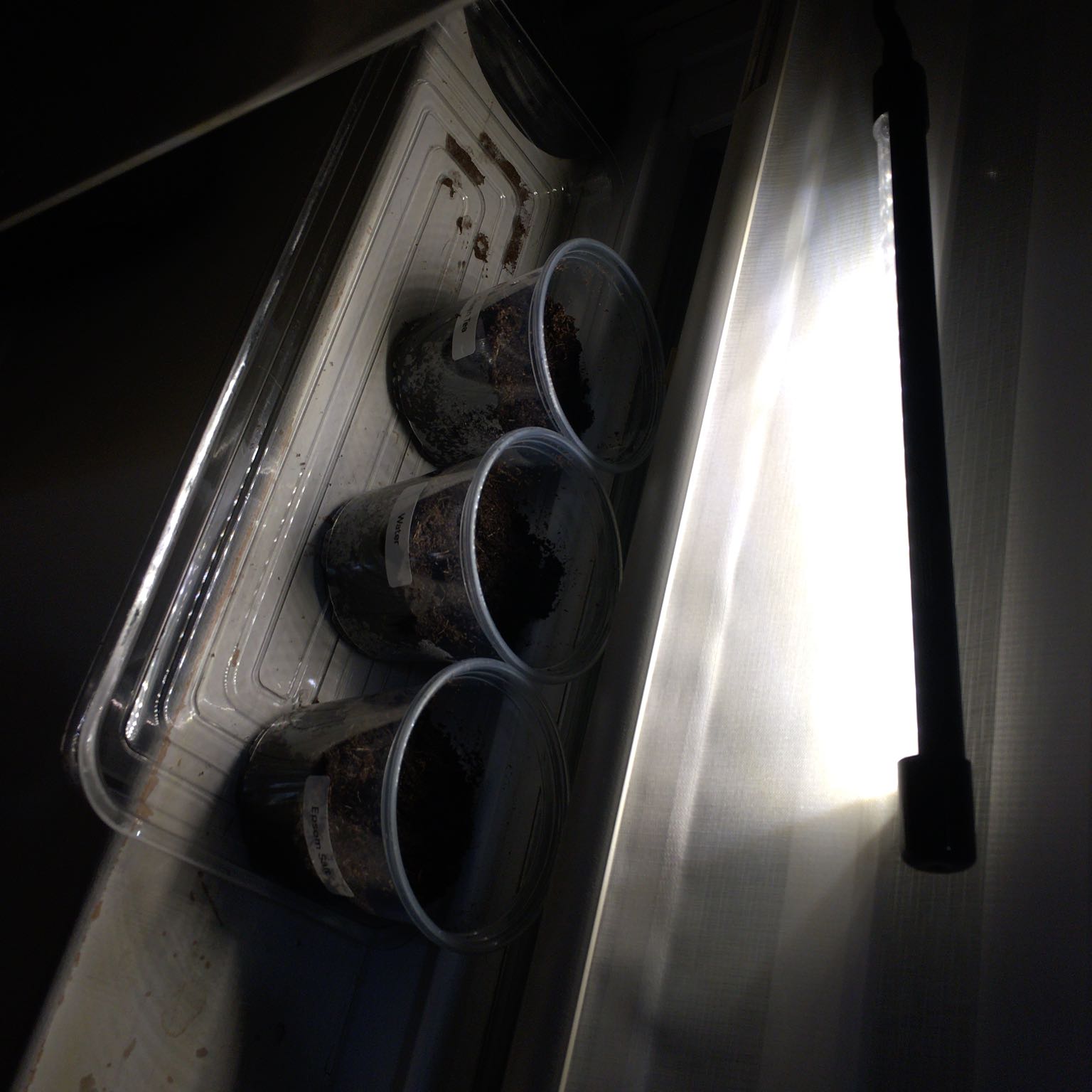 Cherry Belle Einstein