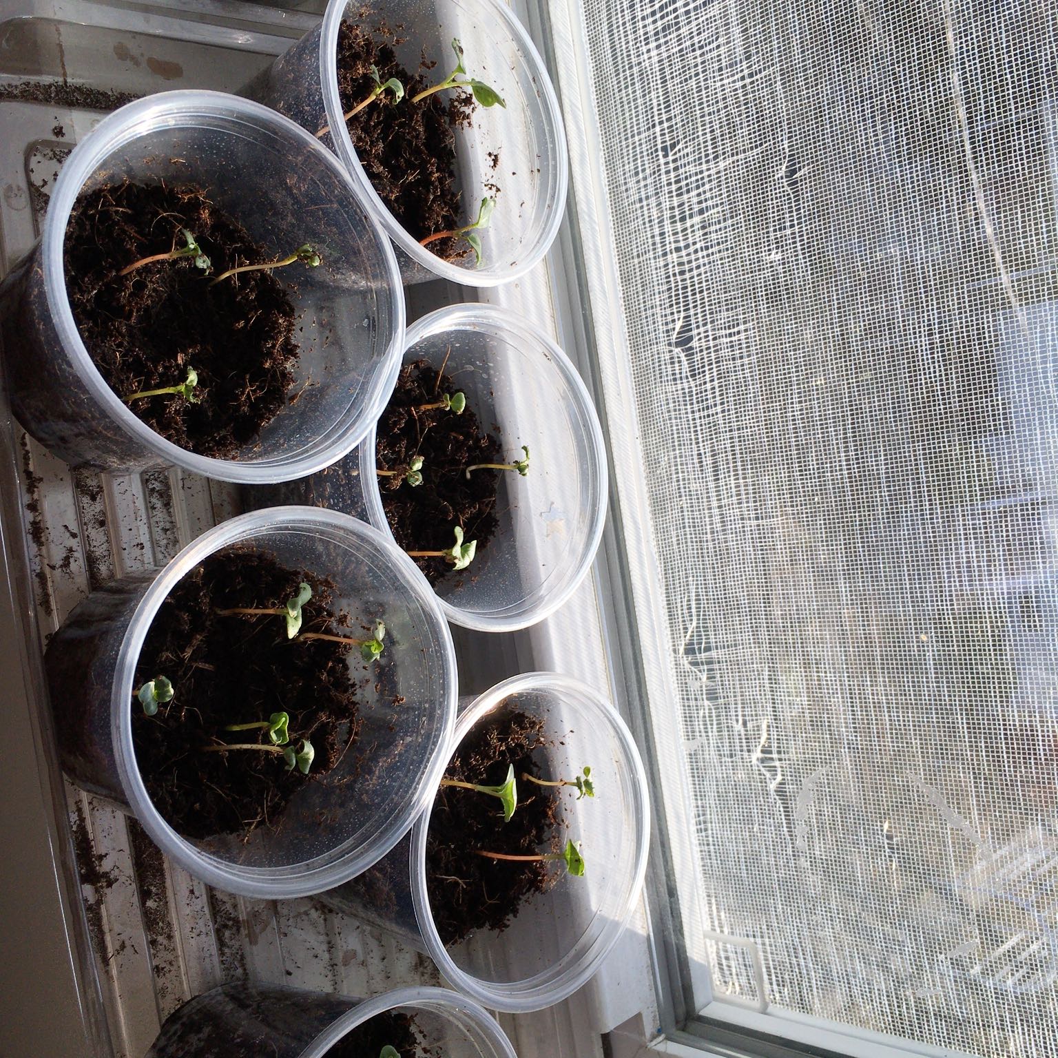 Photo of the plant species Cherry Belle Radish by @wstermelon named Coco nut on Greg, the plant care app