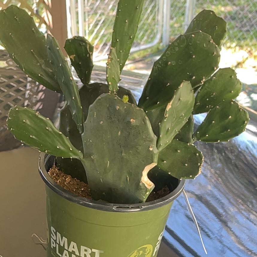 Photo of the plant species Prickly Pear by @UltraCaraway23 named Kylie on Greg, the plant care app