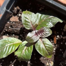 Photo of the plant species Fuschia Triphylla by @HunkyPhalsa87 named ChloroPhil on Greg, the plant care app