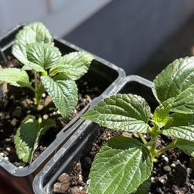 Photo of the plant species Mysty Salvia by @HunkyPhalsa87 named Treeyoncé on Greg, the plant care app