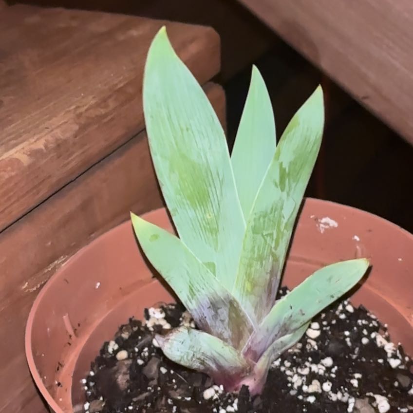 Photo of the plant species Iris by @HunkyPhalsa87 named Drake on Greg, the plant care app