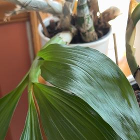Photo of the plant species Black Orchid by @ArdentBogbean named Darwin on Greg, the plant care app