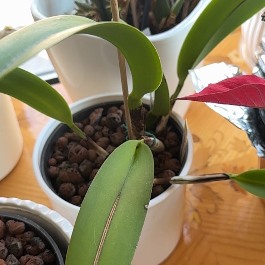 Photo of the plant species Brassolaeliocattleya Hybrid by @ArdentBogbean named Hamilton on Greg, the plant care app
