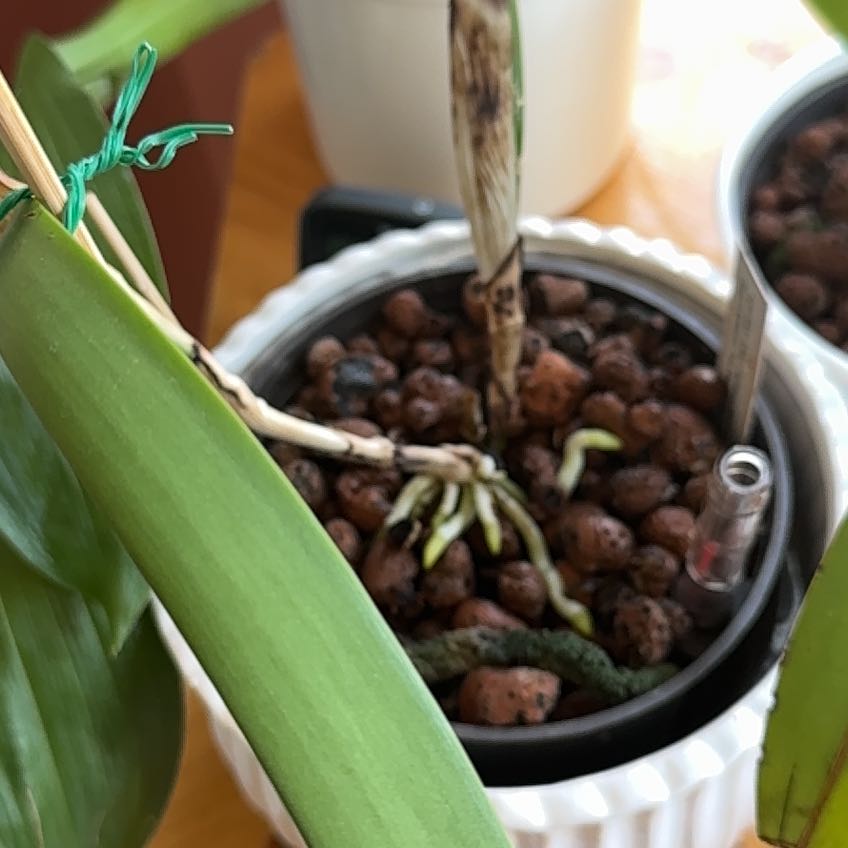 Photo of the plant species Cattleya '4N' by @ArdentBogbean named Aristotle on Greg, the plant care app