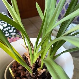 Photo of the plant species Red Cymbidium by @ArdentBogbean named Wall-E on Greg, the plant care app