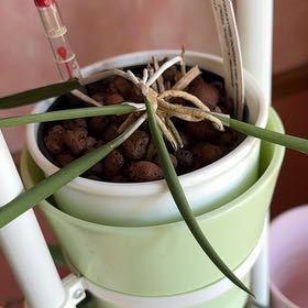Photo of the plant species Brassavola 'Summer' by @ArdentBogbean named Madonna on Greg, the plant care app