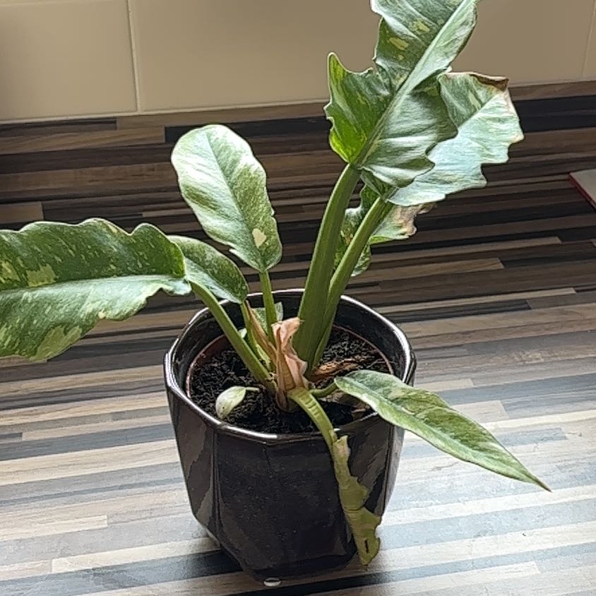 Photo of the plant species Philodenron Jose Buono by @alasakfaults named Zeus on Greg, the plant care app