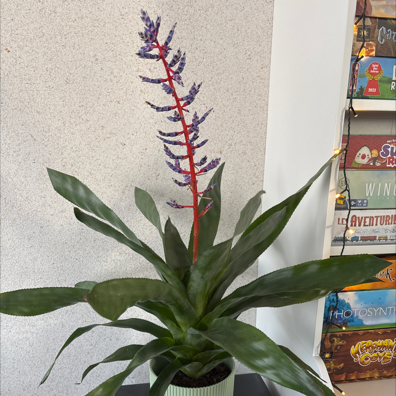 Photo of the plant species Blue Rain Bromeliad by @alasakfaults named Bluey on Greg, the plant care app