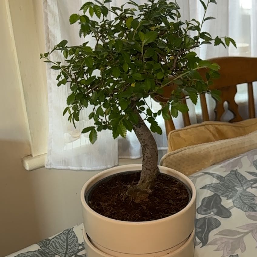 Photo of the plant species elm bonsai by @TutorAnahaw31 named Bonno on Greg, the plant care app