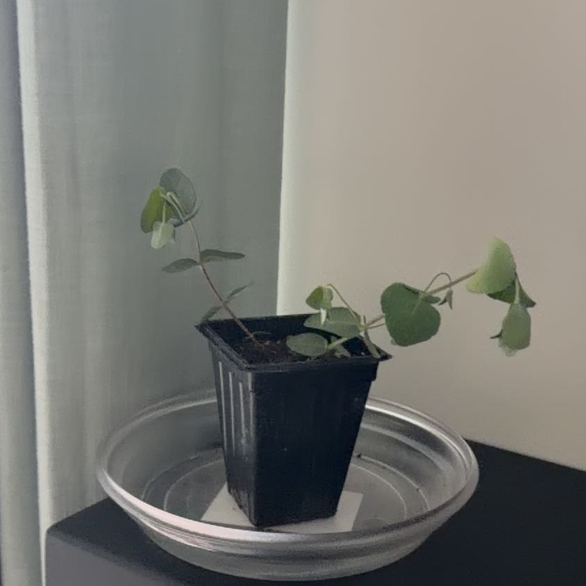 Photo of the plant species Cider gum by @MentorGerbera47 named Orwell on Greg, the plant care app