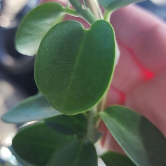 Photo of the plant species samoan waxplant by @TalentedFicus41 named La Capitain on Greg, the plant care app