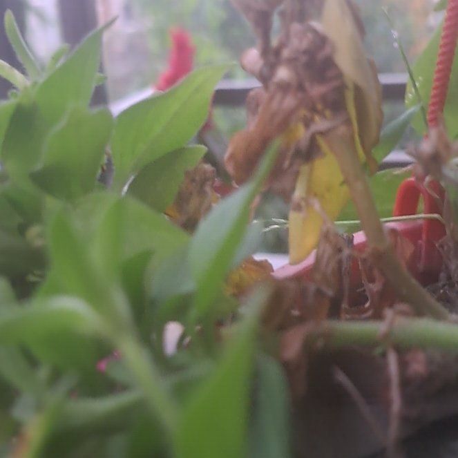Photo of the plant species Brown Widelip Orchid by @CalmTurtlevine named Tolkien on Greg, the plant care app