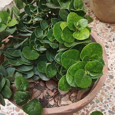 Photo of the plant species Karonda by @SoaringBlinks named Nithin on Greg, the plant care app