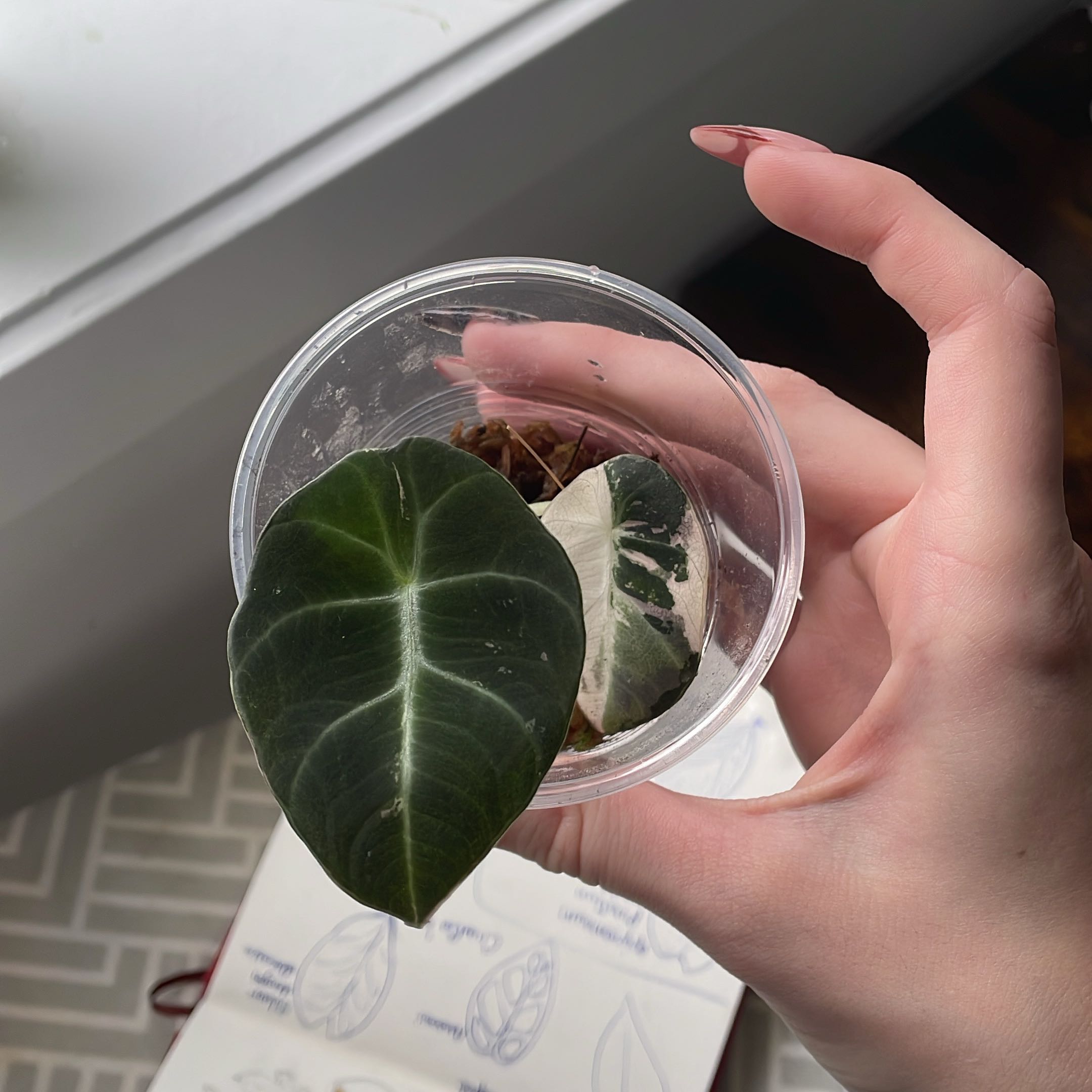 Photo of the plant species Alocasia Pink Black Velvet by @Emma.c named Cerberus on Greg, the plant care app