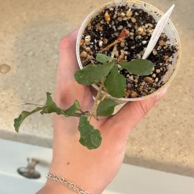 Photo of the plant species Hoya kanyakumariana by @LuxuryFalsealoe named Forrest on Greg, the plant care app