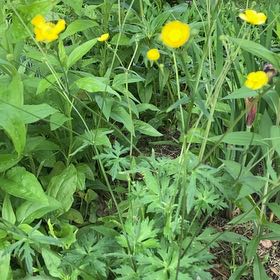 Photo of the plant species Common Buttercup by @PeppyMystax70 named Delilah on Greg, the plant care app