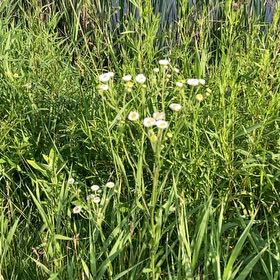 Photo of the plant species Meadow Saxifrage by @PeppyMystax70 named Winston on Greg, the plant care app