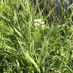 Photo of the plant species Garden Valerian by @PeppyMystax70 named Einstein on Greg, the plant care app