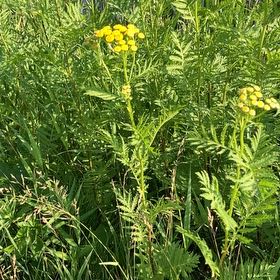 Photo of the plant species Golden Buttons by @PeppyMystax70 named Gomez on Greg, the plant care app