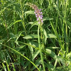 Photo of the plant species Common Hedgenettle by @PeppyMystax70 named Lavender on Greg, the plant care app
