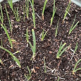 Photo of the plant species Texas Onion by @YardCatasetum named Beckham on Greg, the plant care app
