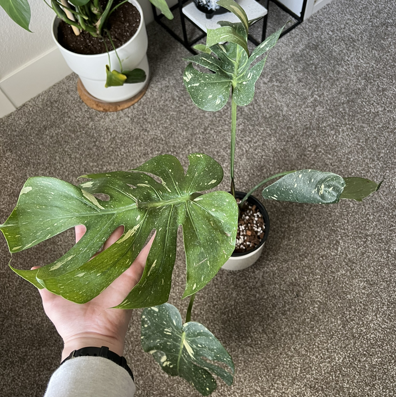 Photo of the plant species Thai Constellation Monstera by @PlanetAnxiety named Luna on Greg, the plant care app