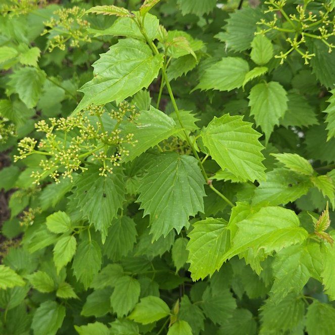 Photo of the plant species Blue Muffin Arrowwood Viburnum by @GemGreen10 named Curie on Greg, the plant care app