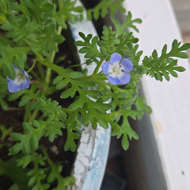 Photo of the plant species Baby Blue Eyes by @GemGreen10 named Girlfrond on Greg, the plant care app