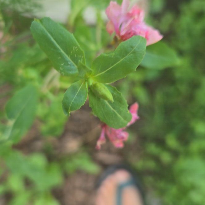 Photo of the plant species Clarkia by @GemGreen10 named Mollie on Greg, the plant care app