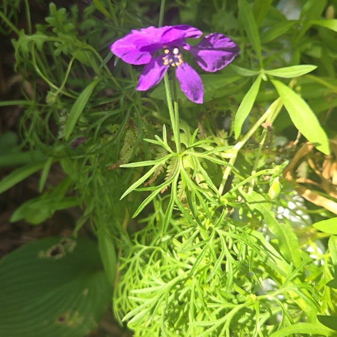 Photo of the plant species Doubtful Knight's-Spur by @GemGreen10 named Maya on Greg, the plant care app
