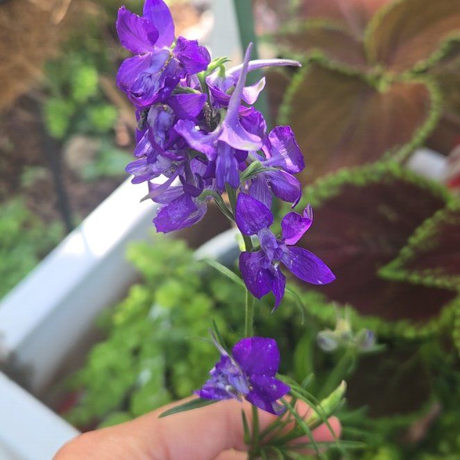 Photo of the plant species Doubtful Knight's-Spur by @GemGreen10 named Bodhi on Greg, the plant care app