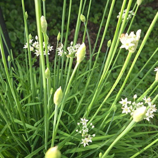 Photo of the plant species Chinese Chives by @GemGreen10 named Gregarious on Greg, the plant care app