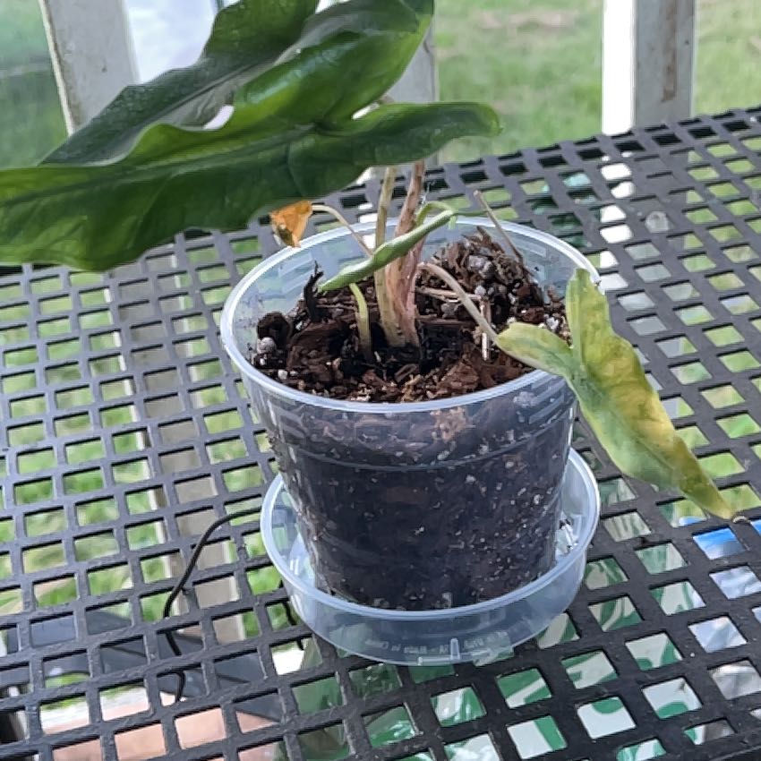 Photo of the plant species Alocasia sabrina by @GlossySeagrapes named Alocasia Sabrina on Greg, the plant care app