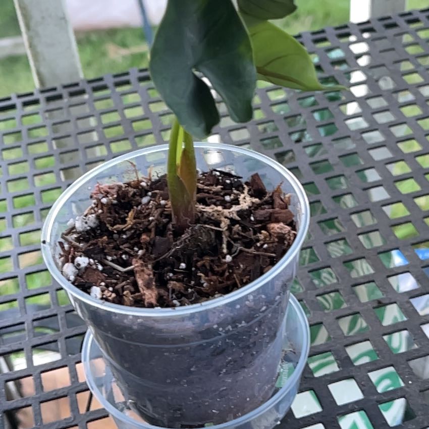 Photo of the plant species Alocasia Purple Cloak by @GlossySeagrapes named Alocasia Purple Cloak on Greg, the plant care app