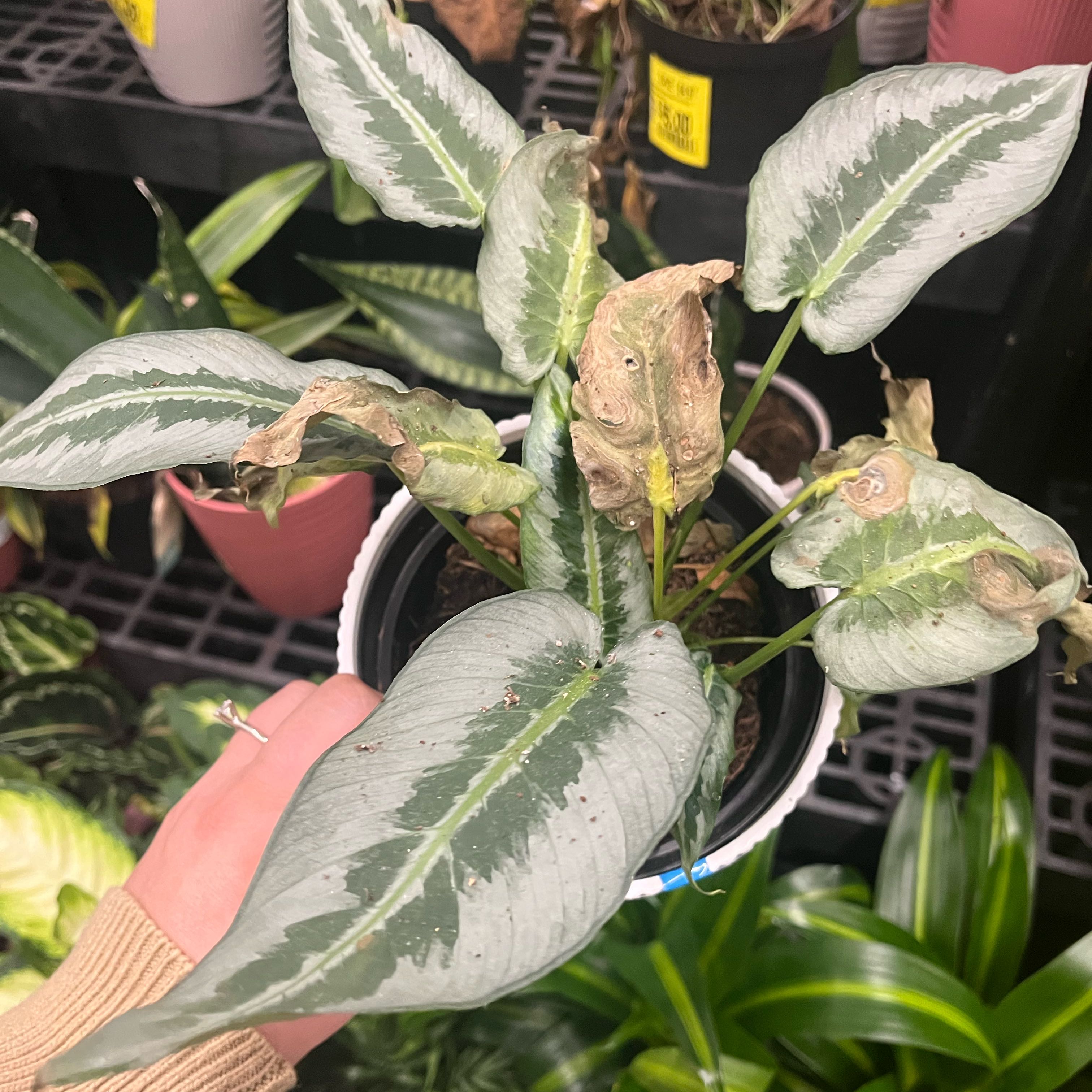Photo of the plant species Hainan Schismatoglottis by @GlossySeagrapes named Hainan Schismatoglottis on Greg, the plant care app