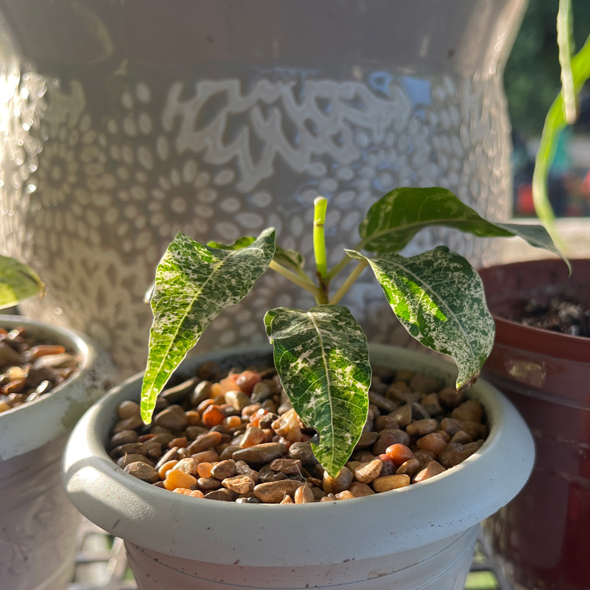 Photo of the plant species Clown Fig by @GlossySeagrapes named Ficus Clown Fig on Greg, the plant care app