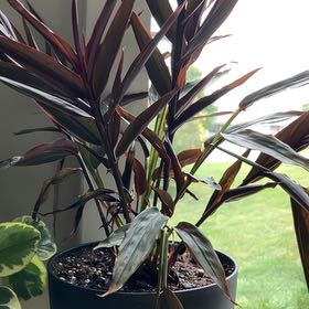 Photo of the plant species Bamboo Ginger by @dighty77 named Scarlett Witch on Greg, the plant care app