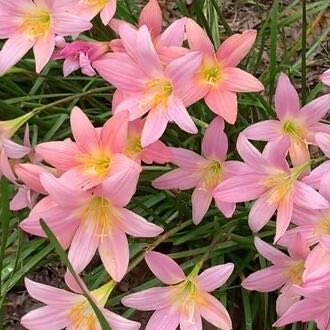 Photo of the plant species Zephyranthes 'Morning Star' by @QuickSnowdrop67 named LiloStitch on Greg, the plant care app