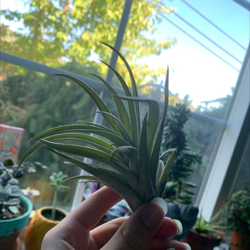 Tillandsia Erubescens plant held by a hand with other plants and a window in the background.